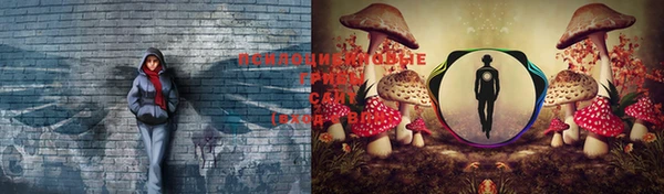 прущие грибы Богородск